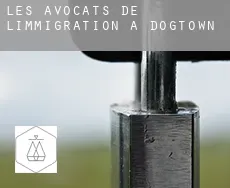 Les avocats de l'immigration à  Dogtown